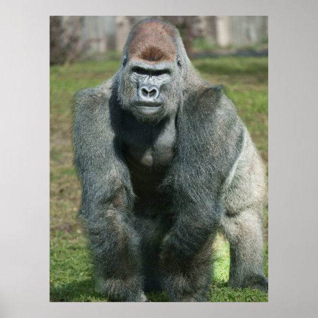 Framväxande styrka - Lita på Silverback Poster (Framsidan)