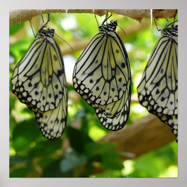 Framväxt från Poster kokonger (Framsidan)