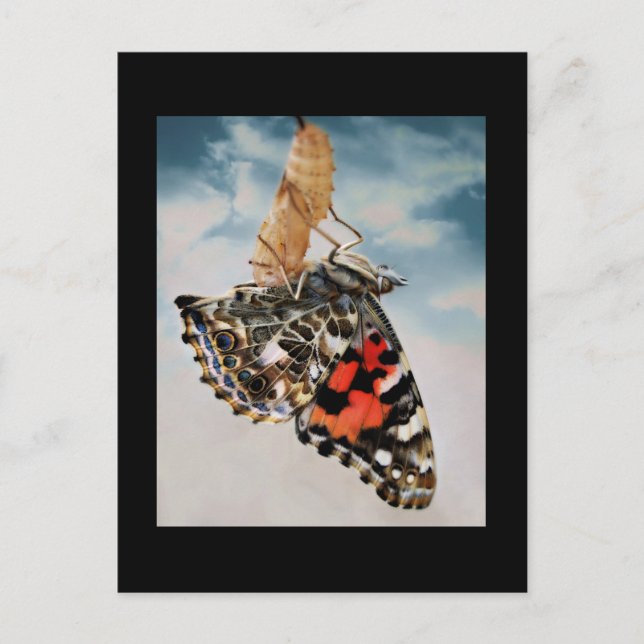 Framväxt Vykort (Framsida)