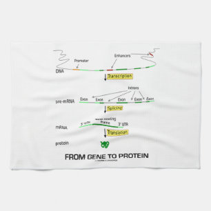 Från genen till protein kökshandduk