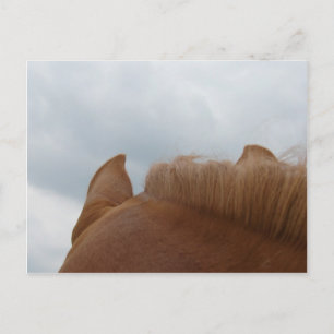 Från Horse Öron och Nacke Vykort