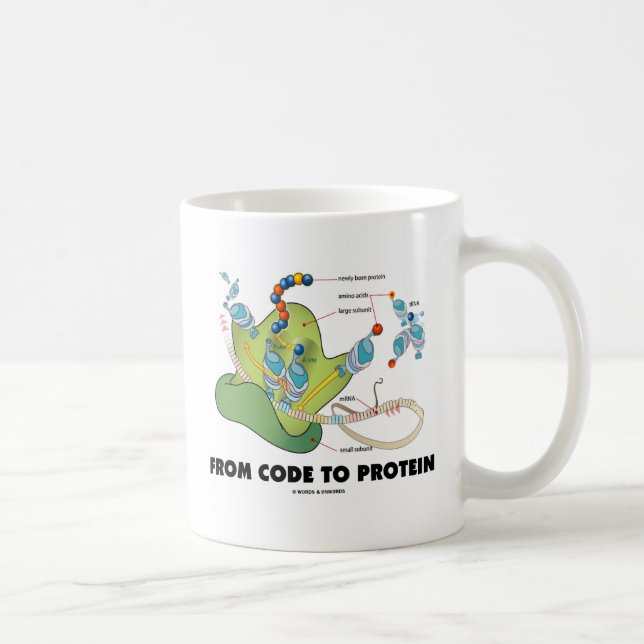 Från kodifiera till protein (proteinsyntes) kaffemugg (Höger)