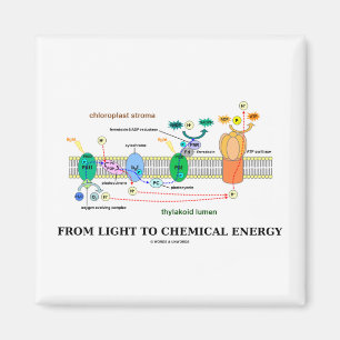 Från ljust till kemisk energi (Photosynthesis) Magnet