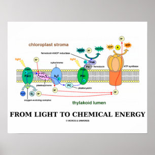 Från ljust till kemisk energi (Photosynthesis) Poster