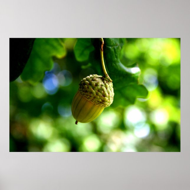 Från små akorrar växer mäktiga ekar poster (Framsidan)