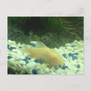 Francis the albino catfish vykort