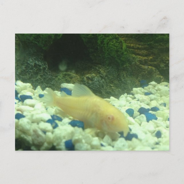 Francis the albino catfish vykort (Framsida)