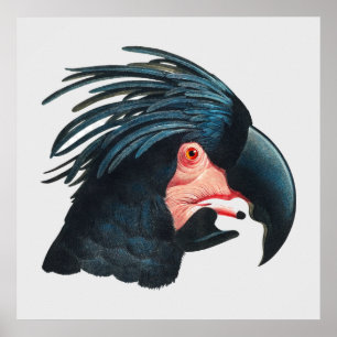 Francois Levaillants Underbara Black Cockatoo. Poster
