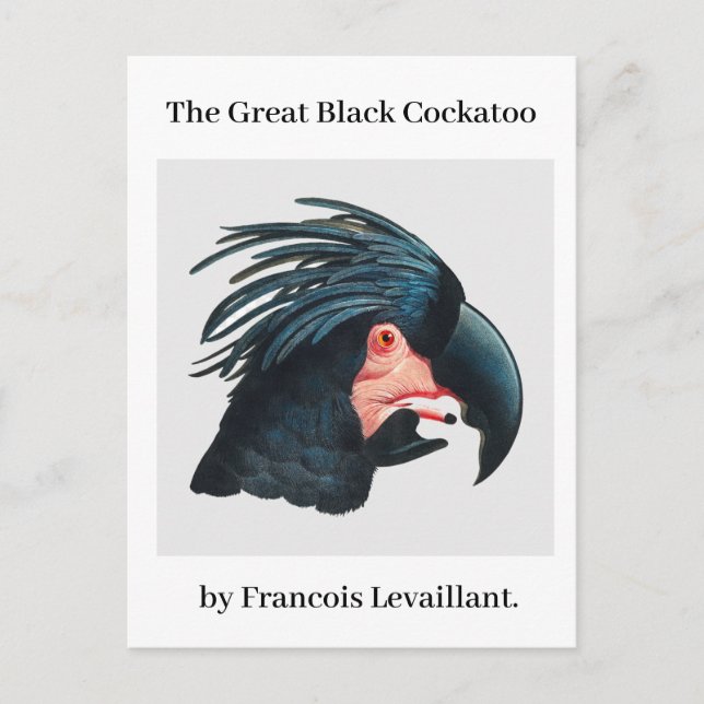 Francois Levaillants Underbara Black Cockatoo. Vykort (Framsida)