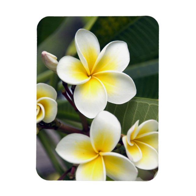 Frangipanblomma Cooköarna Magnet (Vertikal)