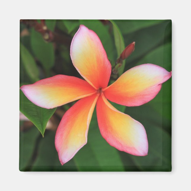 Frangipanblomma Magnet (Framsidan)