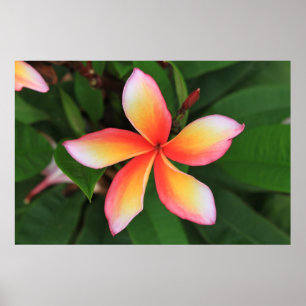 Frangipanblomma Poster