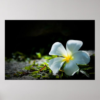 Frangipanblomma Poster
