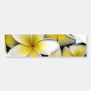 Frangipani Bildekal