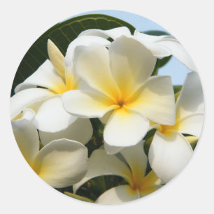 Frangipani Bliss Runt Klistermärke