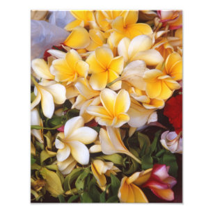 Frangipani-blommans fotoutskrift fototryck