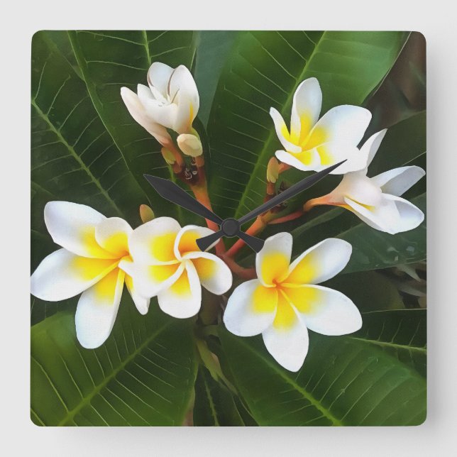 Frangipani Blommar Cluster Artistic Stil Fyrkantig Klocka (Framsida)