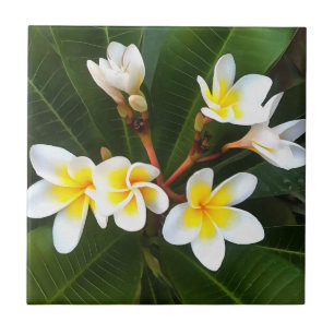 Frangipani Blommar Cluster Artistic Stil Kakelplatta
