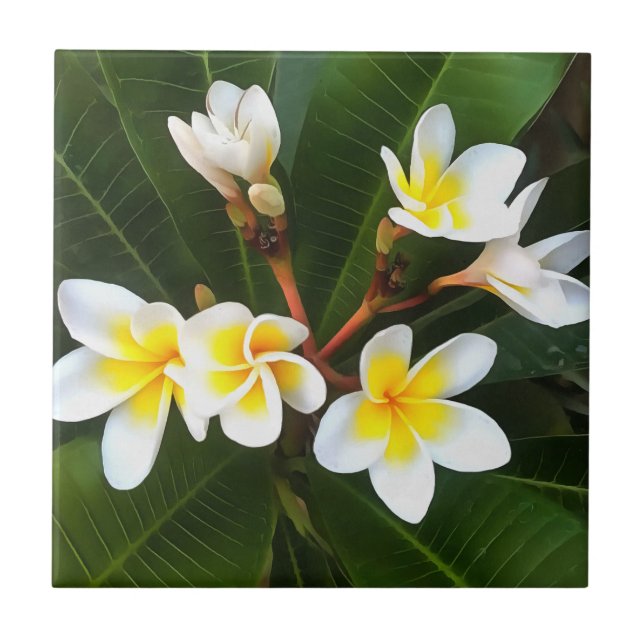 Frangipani Blommar Cluster Artistic Stil Kakelplatta (Framsidan)