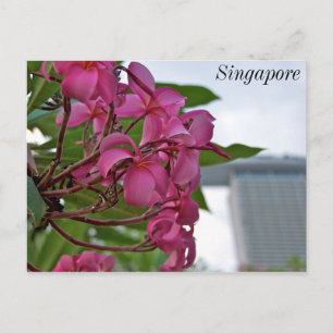 Frangipani-Blommarna vid Bay Vykort