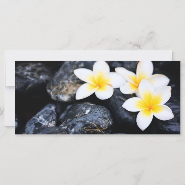 Frangipani-blommor (Framsida)