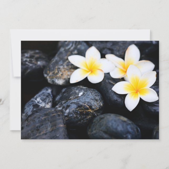 Frangipani-blommor (Framsida)