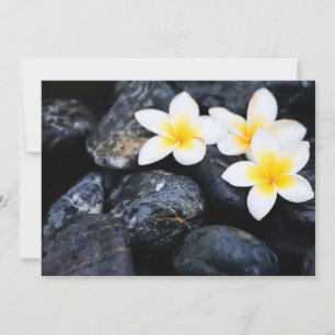 Frangipani-blommor