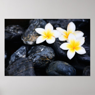 Frangipani-blommor Poster