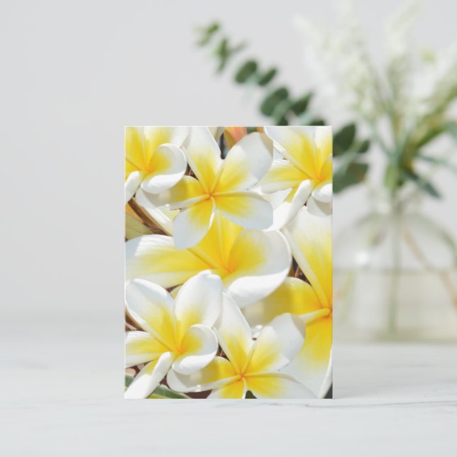 Frangipani Bouquet, vykort (Stående Fram)