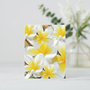 Frangipani bukett, vykort