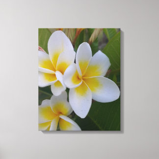 Frangipani Canvas