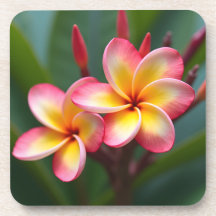 Frangipani Dwarf Tri Färg Delight
