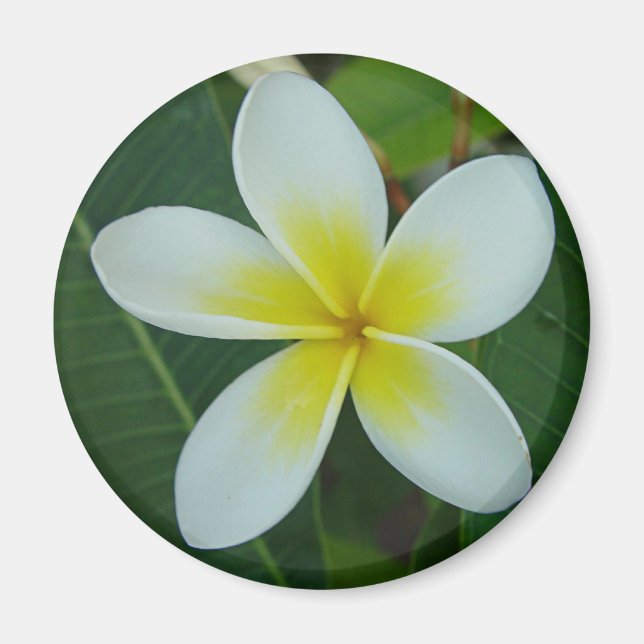 Frangipani Flower Magnet (Framsidan)