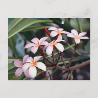 Frangipani Flowers Vykort
