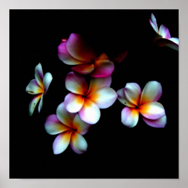 frangipani-fotoavtryck poster (Framsidan)