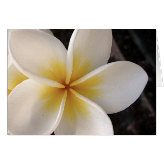 Frangipani Hälsningskort (Framsidan Horizontal)