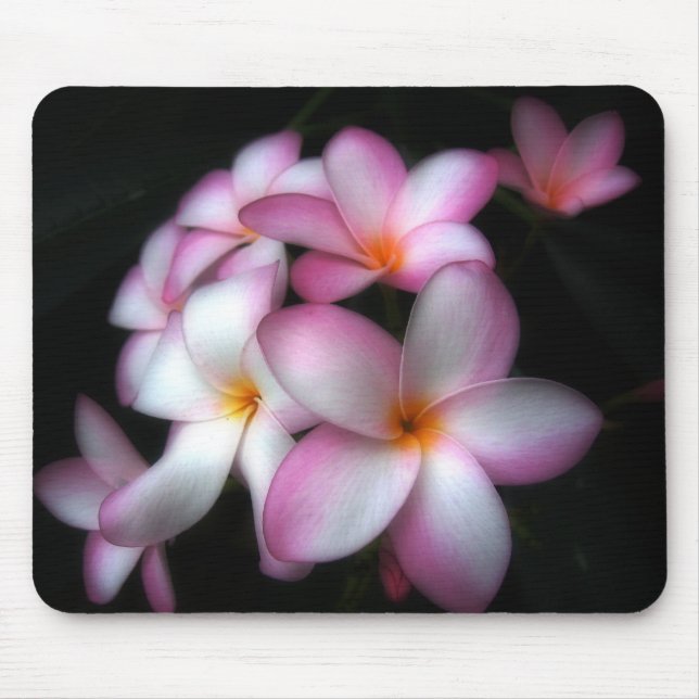 Frangipani i blom musmatta (Framsidan)