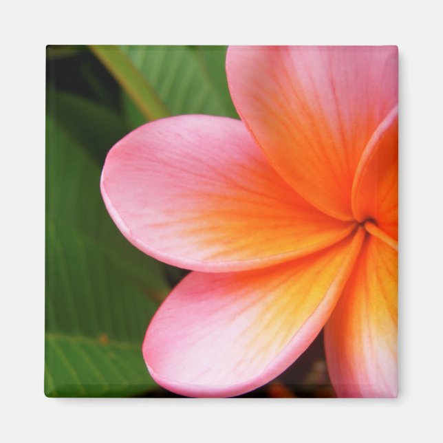 Frangipani Magnet (Framsidan)