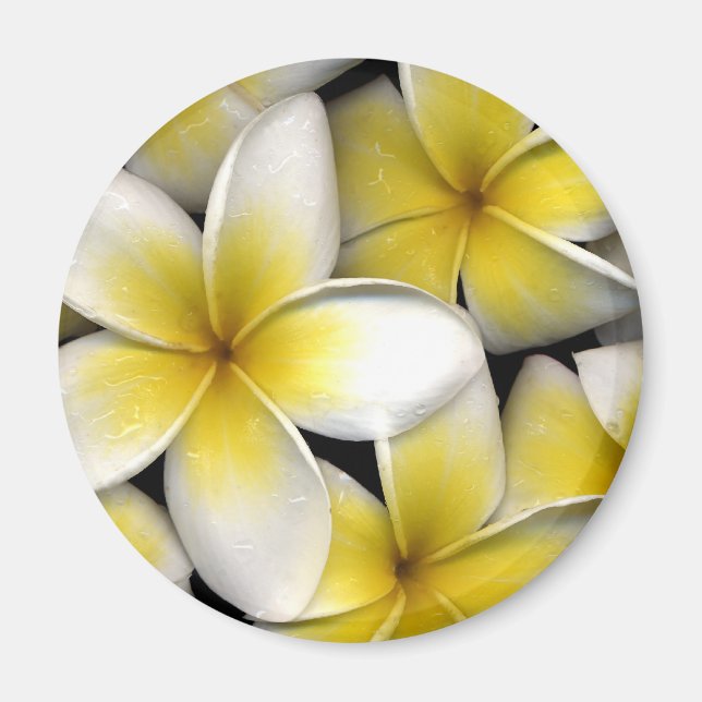 Frangipani Magnet (Framsidan)