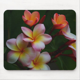 Frangipani Musmatta