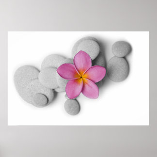 Frangipani och Småstarna Poster