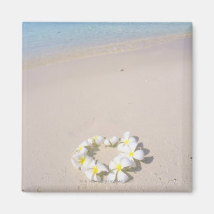 Frangipani på stranden magnet