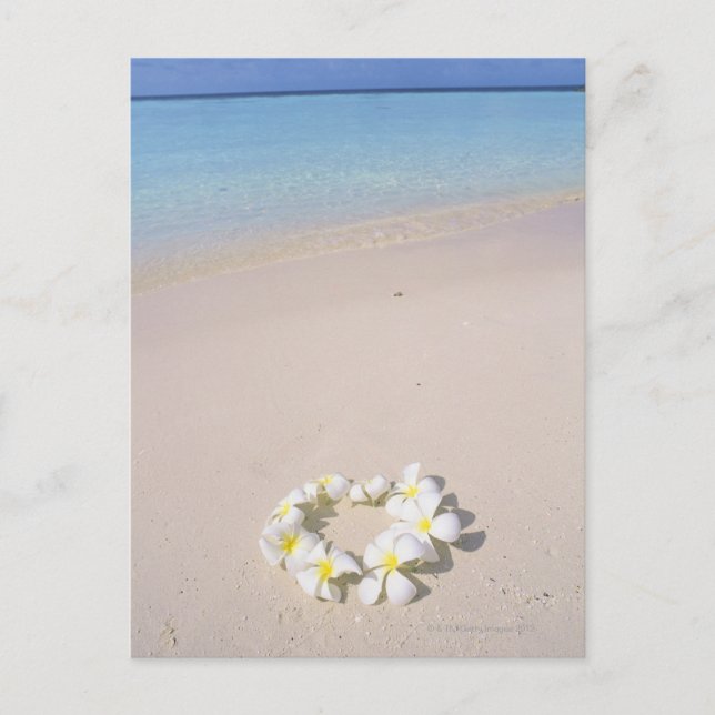 Frangipani på stranden vykort (Framsida)