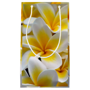 Frangipani Plumeria Flower Photo