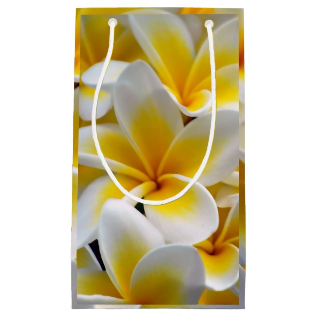 Frangipani Plumeria Flower Photo (Framsidan)