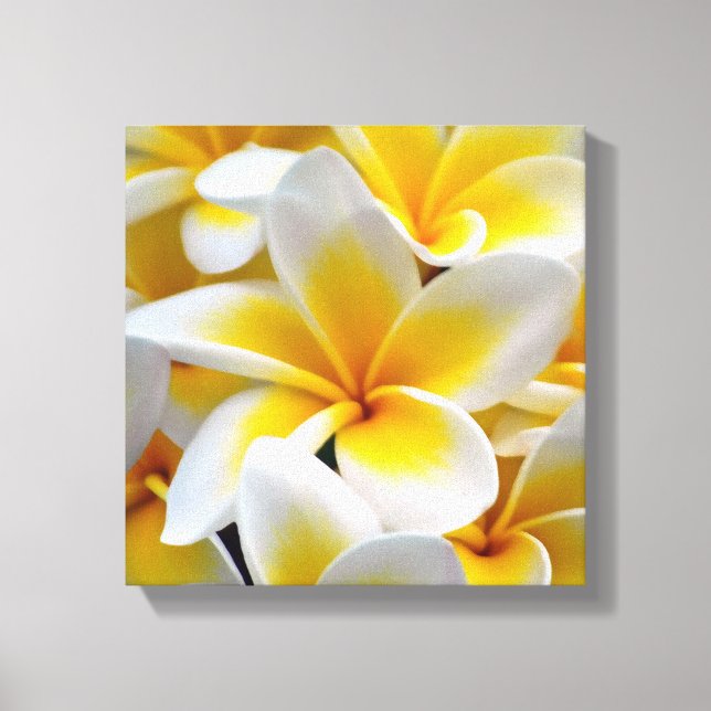 Frangipani Plumeria Flower Photo Canvastryck (Framsida)