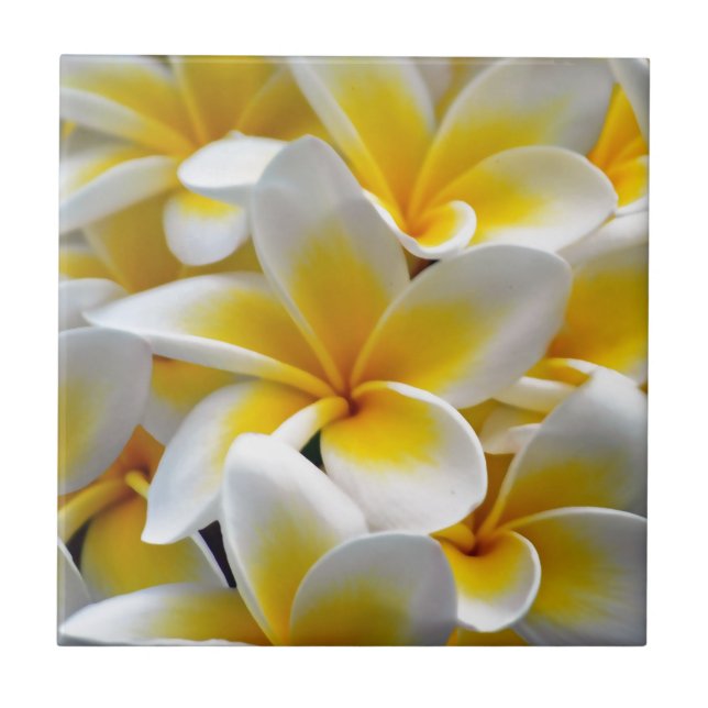 Frangipani Plumeria Flower Photo Kakelplatta (Framsidan)