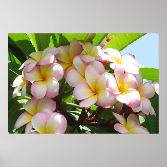 Frangipani Poster (Framsidan)