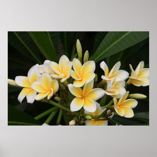 Frangipani Poster (Framsidan)