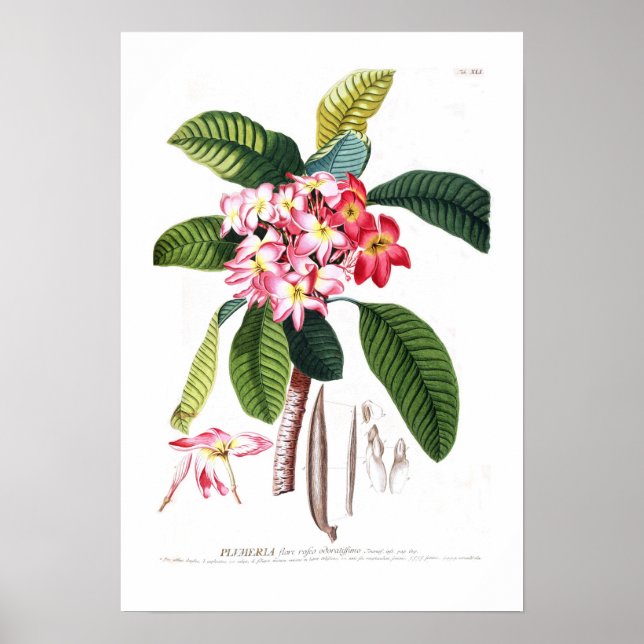 Frangipani Poster (Framsidan)